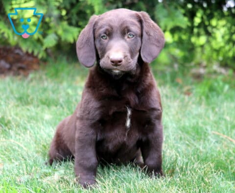 Dawson Chocolate Lab