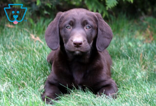 Dawson Chocolate Lab2 image