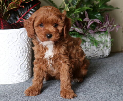 Dee Cavapoo