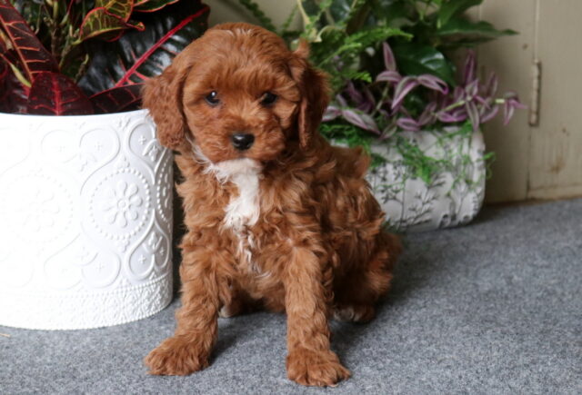 Sweet ruby Cavapoo puppy with a curly coat and small white chest patch sitting on gray carpet next to decorative potted plants. image