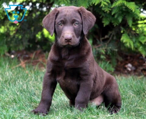 Derby Chocolate Lab