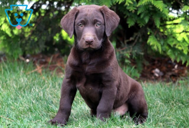 Derby Chocolate Lab image