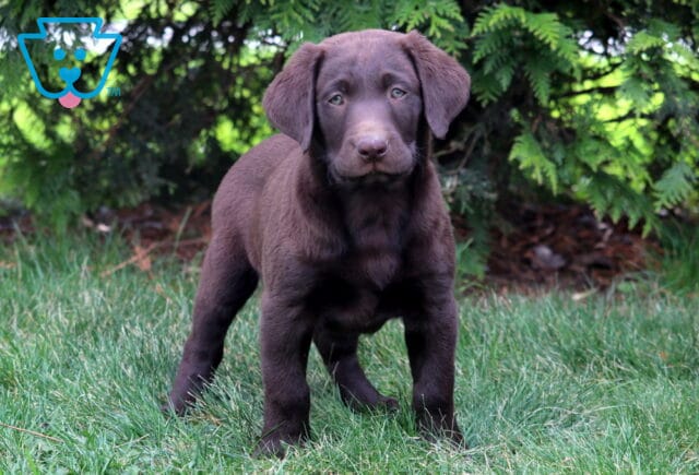 Derby Chocolate Lab2 image