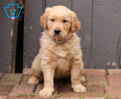 Golden Retriever puppy wearing a gray collar sitting on brick pavers in front of a rustic wooden door, fluffy puppy with soft golden fur looking toward the camera.