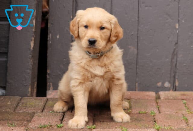 Golden Retriever puppy wearing a gray collar sitting on brick pavers in front of a rustic wooden door, fluffy puppy with soft golden fur looking toward the camera. image