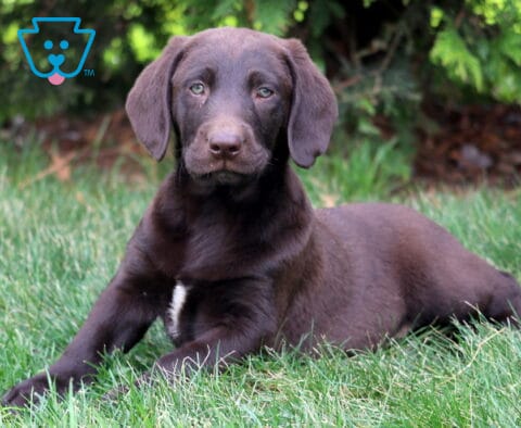 Dice Chocolate Lab