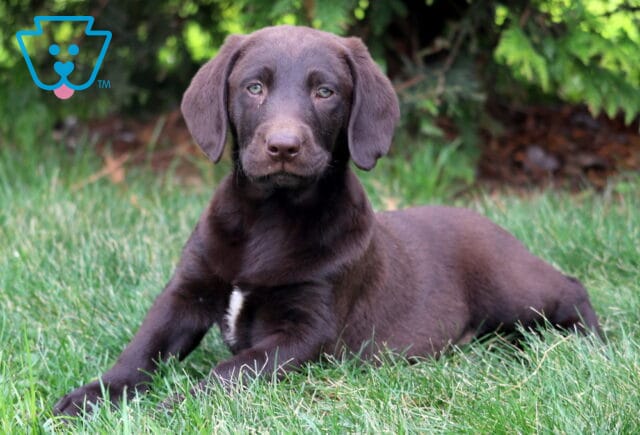 Dice Chocolate Lab image