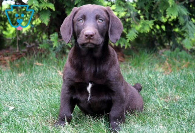 Dice Chocolate Lab2 image