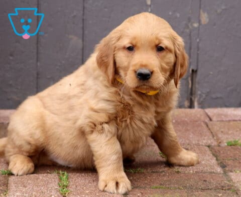Golden Retriever puppy wearing a yellow collar sitting on brick pavers in front of a rustic wooden door, fluffy puppy with soft golden fur looking at the camera.