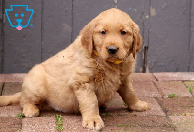 Golden Retriever puppy wearing a yellow collar sitting on brick pavers in front of a rustic wooden door, fluffy puppy with soft golden fur looking at the camera. image
