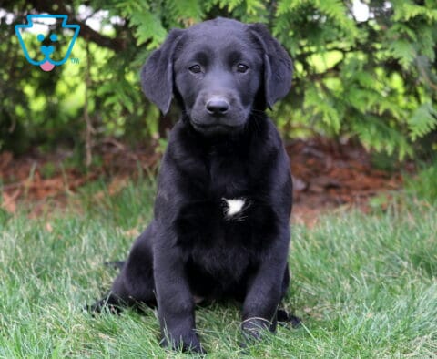 Dori Black Lab