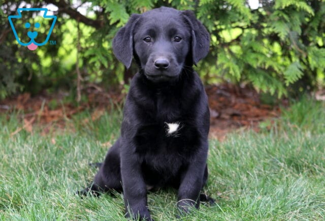 Dori Black Lab image