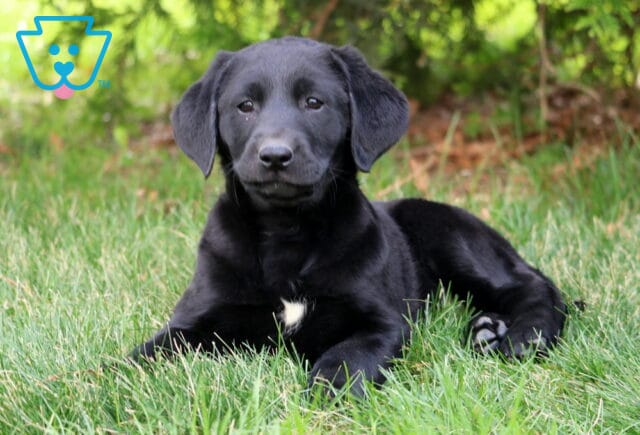 Dori Black Lab2 image