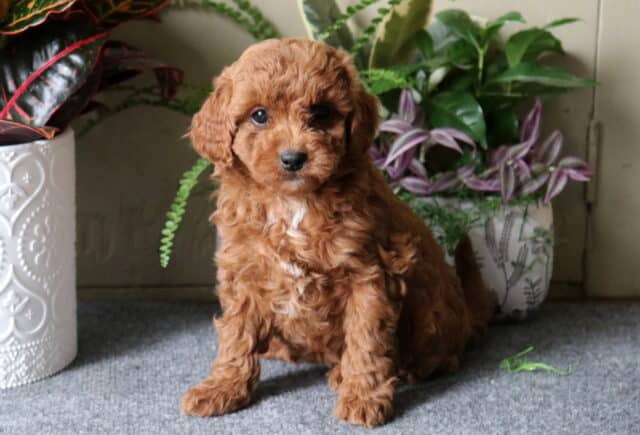 Dori Cavapoo image