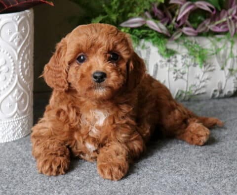 Dori Cavapoo2
