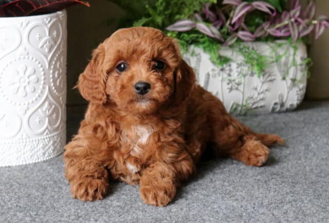 Dori Cavapoo2 image