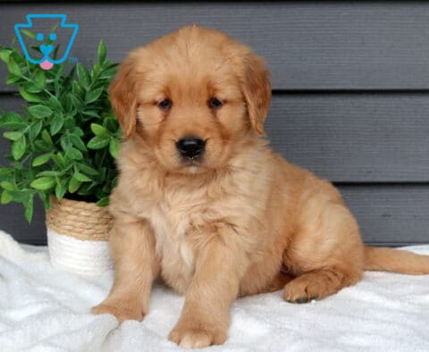 Dorie Golden Retriever