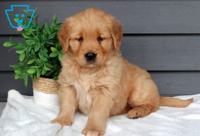Fluffy Golden Retriever puppy sitting on a white blanket beside a leafy green potted plant, soft golden coat with gentle dark eyes against a gray siding background. image
