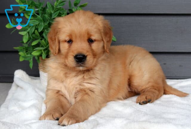 Golden Retriever puppy lying on a plush white blanket beside a small leafy potted plant, fluffy golden coat with soft ears and sweet dark eyes. image