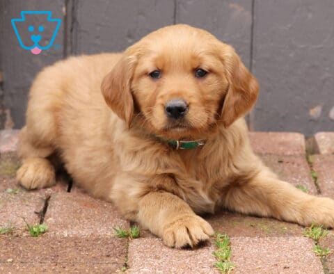 Golden Retriever puppy wearing a green collar lying on brick pavers in front of a rustic wooden door, fluffy puppy with soft golden fur looking toward the camera.