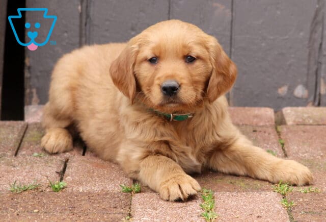 Golden Retriever puppy wearing a green collar lying on brick pavers in front of a rustic wooden door, fluffy puppy with soft golden fur looking toward the camera. image
