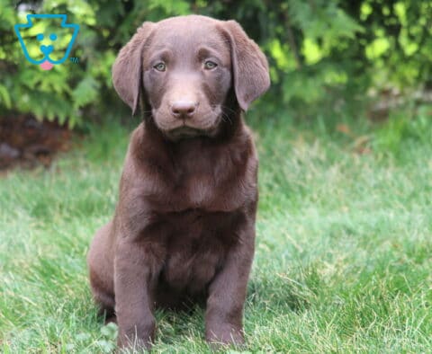 Drew Chocolate Lab