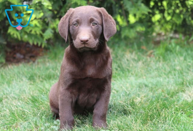 Drew Chocolate Lab image
