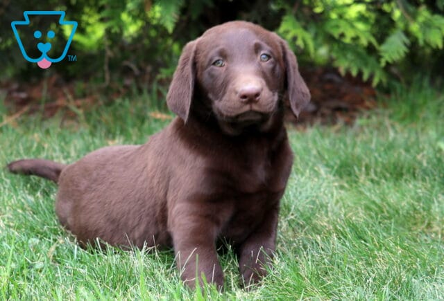 Drew Chocolate Lab2 image