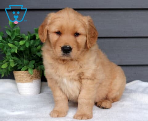 Duke Golden Retriever