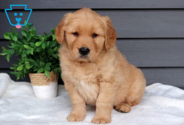 Golden Retriever puppy sitting on a soft white blanket beside a small green potted plant, fluffy golden coat with sweet dark eyes and a gray siding background. image