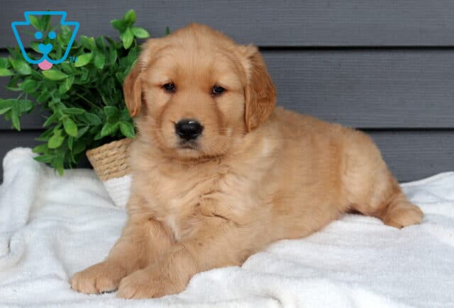 Fluffy Golden Retriever puppy relaxing on a soft white blanket beside a leafy green potted plant, adorable golden coat with gentle eyes and floppy ears. image