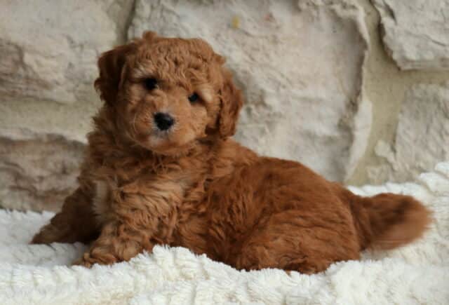 Duke Mini Bernedoodle image