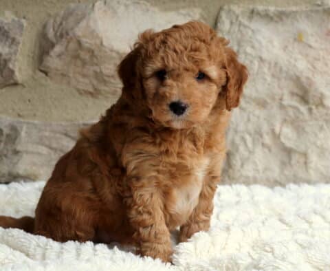 Duke Mini Bernedoodle2