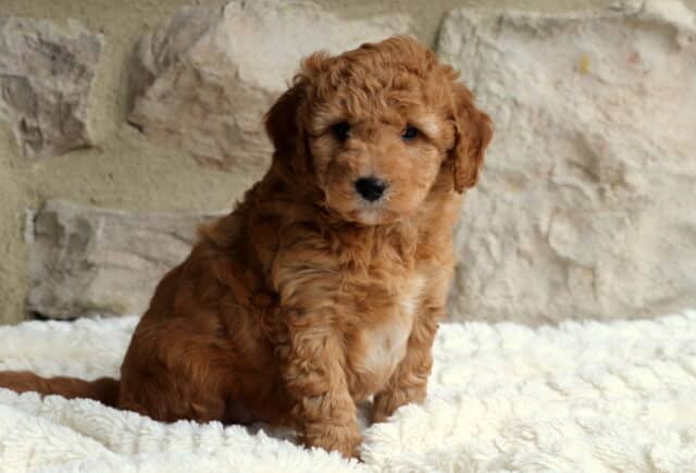 Duke Mini Bernedoodle2 image