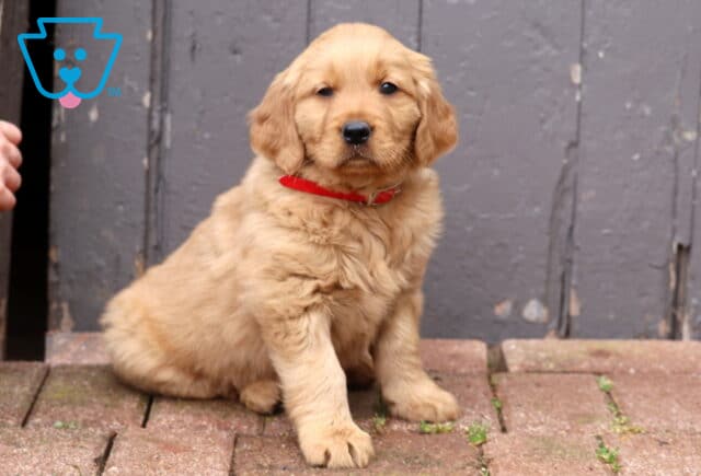 Golden Retriever puppy wearing a red collar sitting on brick pavers in front of a rustic wooden door, fluffy puppy with soft golden fur looking toward the camera. image