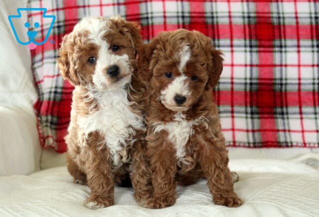 E Litter Toy Poodles image