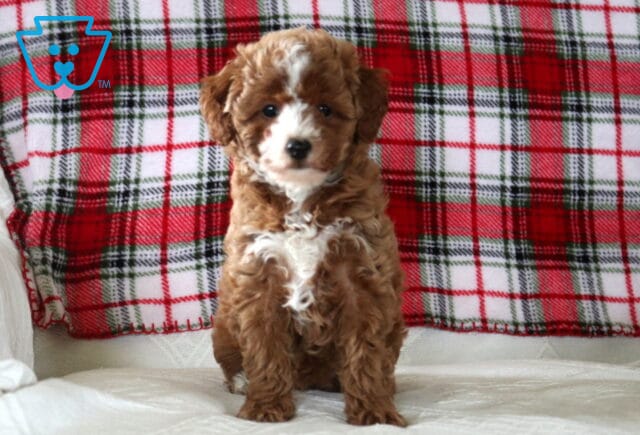 Curly red and white Toy Poodle puppy sitting on a soft blanket with a red plaid background, looking forward with a sweet, alert expression image
