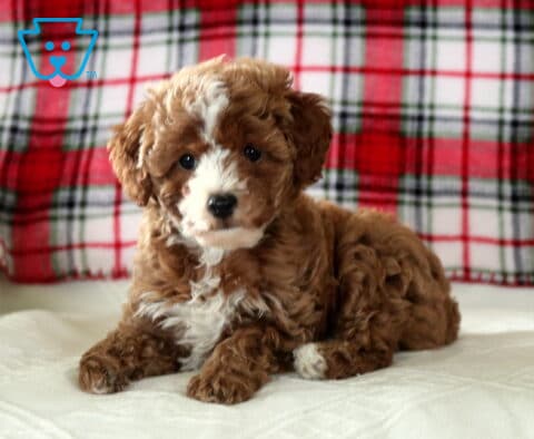 Curly red and white Toy Poodle puppy lying on a soft cushion with a red plaid blanket backdrop, gazing gently toward the camera
