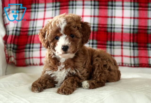 Curly red and white Toy Poodle puppy lying on a soft cushion with a red plaid blanket backdrop, gazing gently toward the camera image