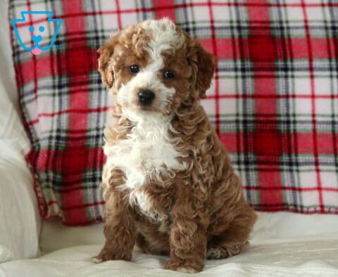 Fluffy red and white Toy Poodle puppy sitting upright on a light cushion with a red plaid blanket behind, looking slightly to the side with a curious expression