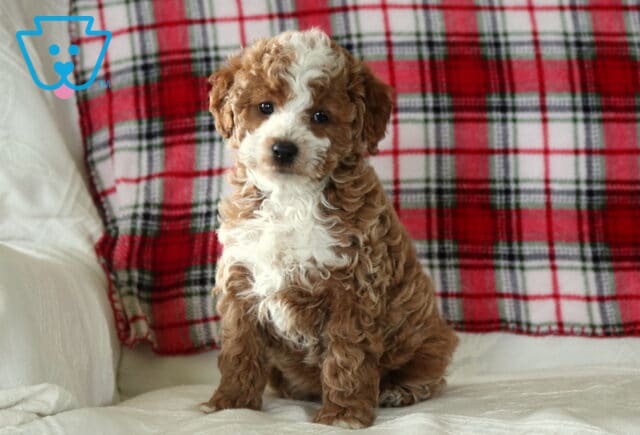Fluffy red and white Toy Poodle puppy sitting upright on a light cushion with a red plaid blanket behind, looking slightly to the side with a curious expression image