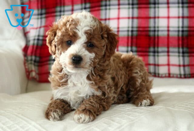 Curly red and white Toy Poodle puppy lying on a soft cream cushion with a red plaid blanket in the background, looking calmly at the camera image