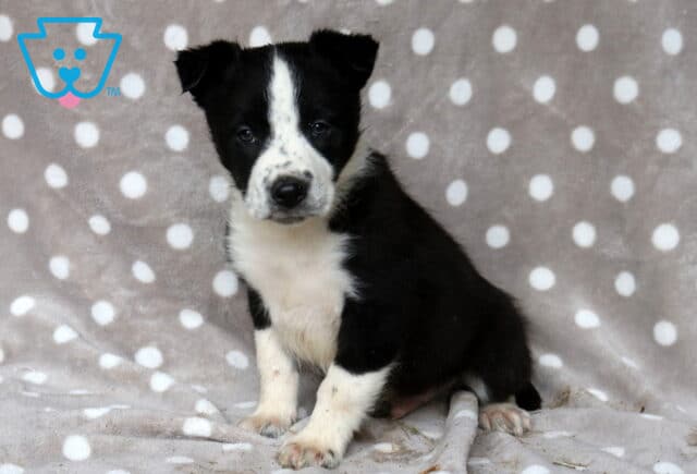 Frekels Border image