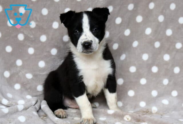 Frekels Border2 image