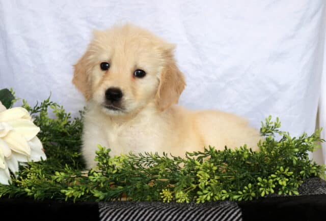 Hampton Golden image