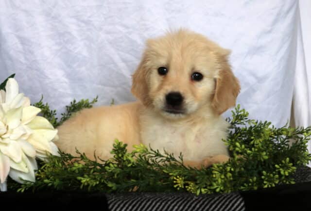 Hampton Golden2 image