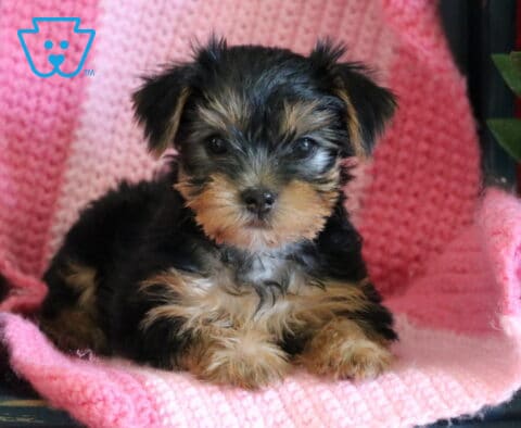 Yorkshire Terrier puppy lying on a pink blanket on a small chair, with a green plant nearby, looking forward with a bright, curious expression
