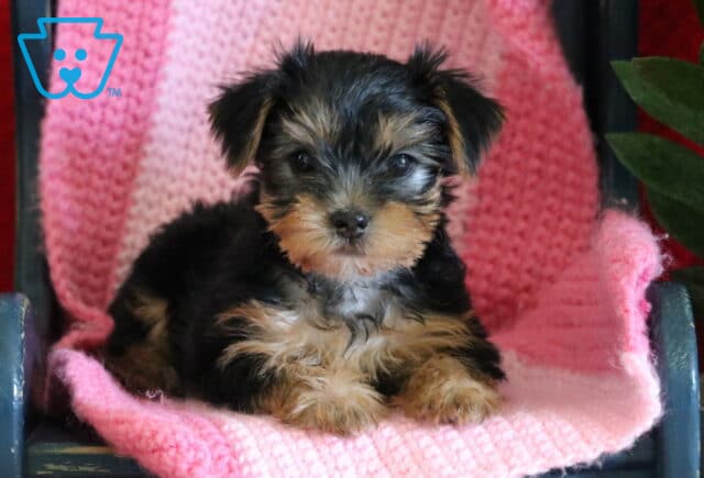 Yorkshire Terrier puppy lying on a pink blanket on a small chair, with a green plant nearby, looking forward with a bright, curious expression image