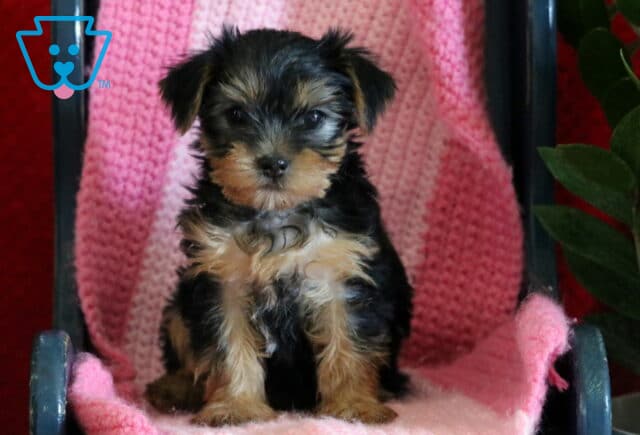 Yorkshire Terrier puppy sitting on a pink blanket on a small chair, with a green plant beside it, looking forward with a calm, gentle expression image