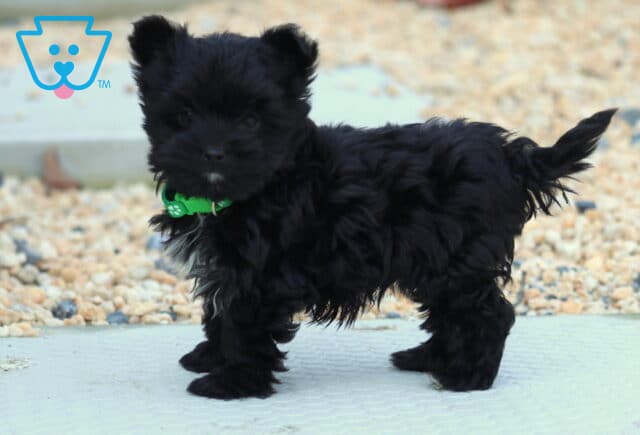 Hayden Yorkiepoo image